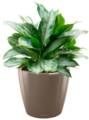 Potted Aglaonema Silver Bay House Plant in LECHUZA CLASSICO LS Shiny Taupe Self-watering Planter, Total Height 90 cm