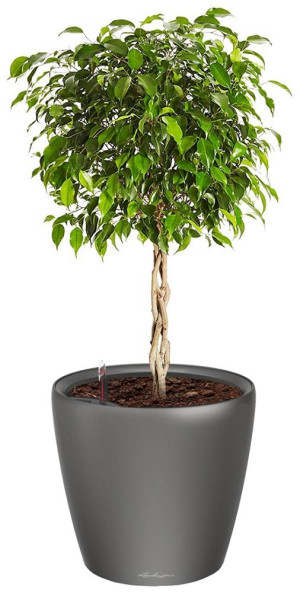 Potted Ficus Benjamina Exotica House Plant in LECHUZA CLASSICO LS Charcoal Metallic Self-watering Planter, Total Height 70 cm