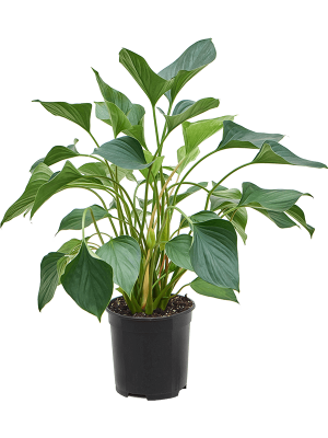 Lush Queen of Hearts Homalomena emerald red Indoor House Plants W35 H(38-45) cm, Potsize D19 cm