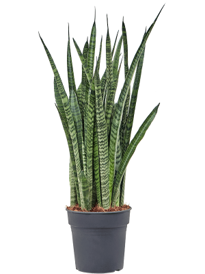 Easy-Care Snake Plant Sansevieria zeylanica \'Narrow\' Indoor House Plants W25 H(47-55) cm, Potsize D17 cm