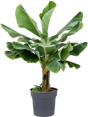 Lush Banana Plant Musa \'Dwarf Cavendish\' Tall Indoor House Plants Trees W110 H(130-160) cm, Potsize D34 cm