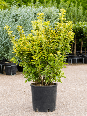 Euonymus pulchellus \'Aurea\' W60 H(100-120) cm, Potsize D30 cm