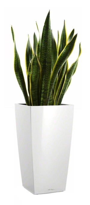Potted Sansevieria Laurentii House Plant in LECHUZA CUBICO White High Gloss Self-watering Planter, Total Height 80 cm