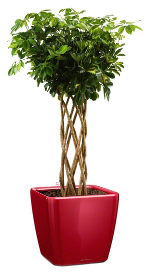 Potted Schefflera Arboricola Gold Capella House Plant in LECHUZA QUADRO LS Scarlet Red High Gloss Self-watering Planter, Total Height 180 cm