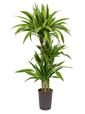 Dracaena fragrans \'Lemon Lime\' Corn Plant W30 H(80-100) cm Live Plant, Potsize D15 cm