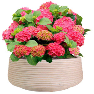 IDEALIST | Large Ribbed Beige Light Concrete Garden Bowl Planter, Outdoor Plant Pot by Idealist Lite H18 D43 cm, 26L