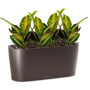 Potted Codiaeum Sunny House Plant in LECHUZA DELTA Espresso Metallic Self-watering Planter, Total Height 55 cm