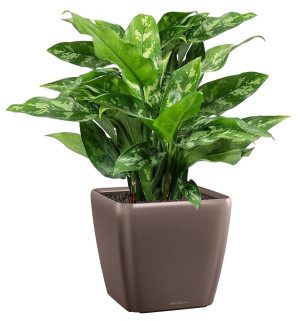 Potted Aglaonema Maria House Plant in LECHUZA QUADRO LS Espresso Metallic Self-watering Planter, Total Height 60 cm