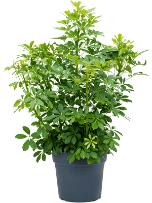 Easy-Care Umbrella Tree Schefflera arboricola \'Compacta\' Tall Indoor House Plants Trees W70 H(80-90) cm, Potsize D34 cm