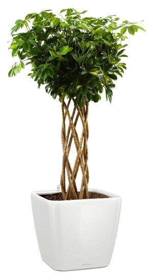 Potted Schefflera Arboricola Gold Capella House Plant in LECHUZA QUADRO LS White High Gloss Self-watering Planter, Total Height 180 cm
