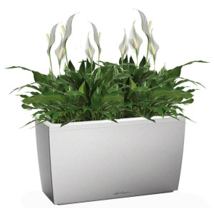 Potted Blooming Spathiphyllum Chopin House Plant in LECHUZA CARARO Silver Metallic Self-watering Planter, Total Height 70 cm