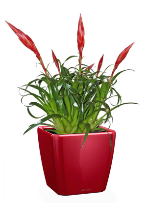Potted Blooming Scarlet Vriesea House Plant in LECHUZA QUADRO LS Scarlet Red High Gloss Self-watering Planter, Total Height 50 cm