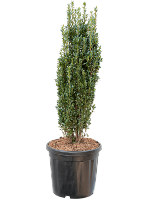 Ilex crenata \'Fastigiata\' W30 H(90-110) cm, Potsize D35 cm