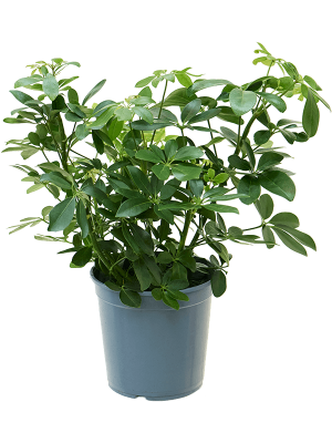 Colorful Umbrella Tree Schefflera arboricola Indoor House Plants W40 H(38-45) cm, Potsize D21 cm