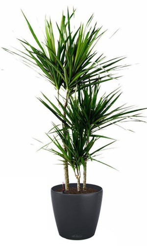 Potted Dracaena Marginata House Plant in LECHUZA CLASSICO Color Slate Self-watering Planter, Total Height 120 cm