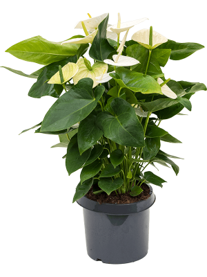 Lush Flamingo Flower Anthurium andraeanum \'Alaska\' Indoor House Plants W50 H(72-85) cm, Potsize D26 cm