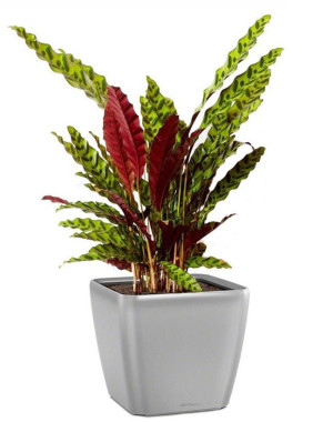 Potted Calathea Lancifolia House Plant in LECHUZA QUADRO LS Silver Metallic Self-watering Planter, Total Height 65 cm