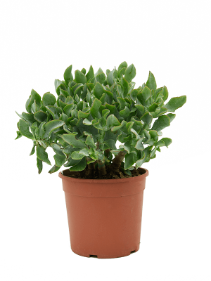 Easy-Care Jade Plant Crassula argentea Indoor House Plants W20 H(30-35) cm, Potsize D17 cm