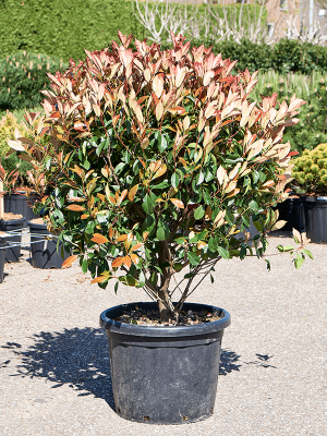 Photinia x fraseri \'Red Robin\' W60 H(100-125) cm, Potsize D49 cm