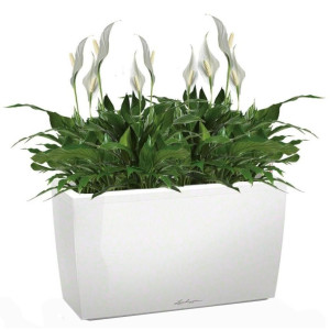 Potted Blooming Spathiphyllum Chopin House Plant in LECHUZA CARARO White High Gloss Self-watering Planter, Total Height 70 cm