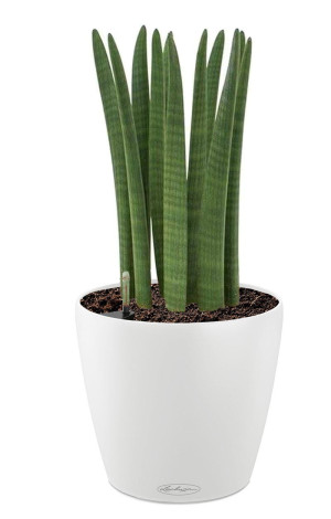 Potted Sansevieria Cylindrica House Plant in LECHUZA CLASSICO Color White Self-watering Planter, Total Height 55 cm