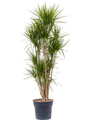 Showy Madagascar Dragon Tree Dracaena marginata Tall Indoor House Plants Trees W80 H(140-180) cm, Potsize D34 cm