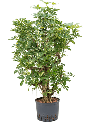 Schefflera arboricola \'Gold Capella\' Umbrella Tree W65 H(80-90) cm Live Plant, Potsize D25 cm