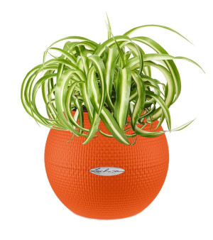 Potted Chlorophytum Bonnie House Plant in LECHUZA-PURO Blood Orange Self-watering Planter, Total Height 30 cm