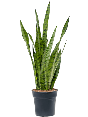 Elegant Snake Plant Sansevieria zeylanica Indoor House Plants W25 H(60-70) cm, Potsize D19 cm