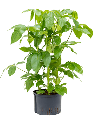 Schefflera actinophylla \'Amate\' Umbrella Tree W55 H(80-100) cm Live Plant, Potsize D28 cm