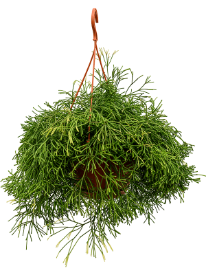 Shade-loving Easy Sweet Rhipsalis clavata Indoor House Plants W40 H(40-50) cm, Potsize D21 cm