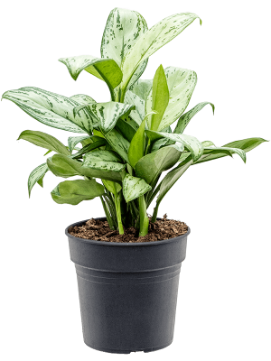 Delicate Chinese Evergreen Aglaonema \'Christina\' Indoor House Plants W30 H(50-60) cm, Potsize D19 cm