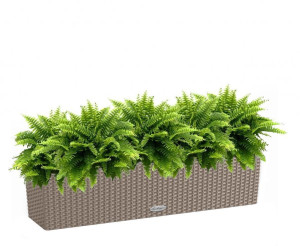 Potted Nephrolepis Exaltata (Sword Fern) House Plant in LECHUZA BALCONERA Cottage Sand Brown Self-watering Planter, Total Height 50 cm