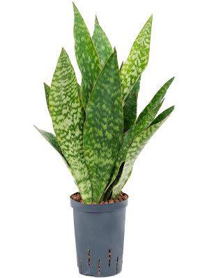 Sansevieria masoniana \'Dragon\' Snake Plant W30 H(40-50) cm Live Plant, Potsize D15 cm