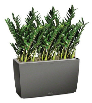 Potted Zamioculcas Green Wall House Plant in LECHUZA CARARO Charcoal Metallic Self-watering Planter, Total Height 110 cm