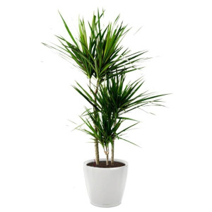 Potted Dracaena Marginata House Plant in LECHUZA CLASSICO LS White High Gloss Self-watering Planter, Total Height 120 cm