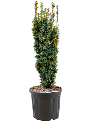Taxus baccata \'Fastigiata David\' W30 H(90-110) cm, Potsize D35 cm