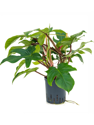 Philodendron squamiferum Heart-Leaf W60 H(70-80) cm Live Plant, Potsize D18 cm
