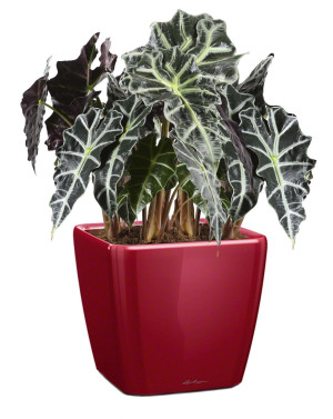 Potted Alocasia Polly House Plant in LECHUZA QUADRO LS Scarlet Red High Gloss Self-watering Planter, Total Height 70 cm
