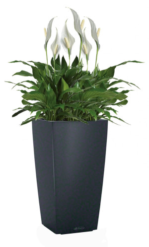 Potted Blooming Spathiphyllum Sweet Chico House Plant in LECHUZA CUBICO Color Slate Self-watering Planter, Total Height 60 cm