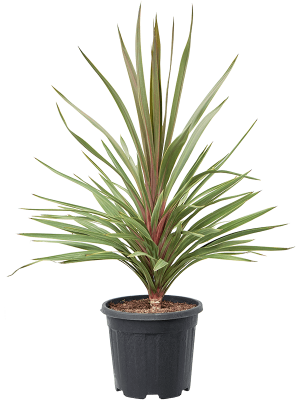 Cordyline australis \'Red Heart\' W75 H(90-110) cm, Potsize D32 cm