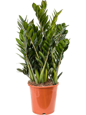 Lush ZZ Plant Zamioculcas zamiifolia \'Super Nova\' Indoor House Plants W45 H(60-70) cm, Potsize D21 cm
