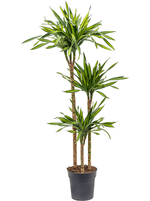Easy-Care Corn Plant Dracaena fragrans \'Riki\' Tall Indoor House Plants Trees W35 H(110-140) cm, Potsize D24 cm