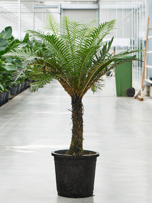 Lush Soft Tree Fern Blechnum gibbum (90-110) Indoor House Plants W75 H(100-120) cm, Potsize D32 cm