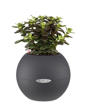 Potted Crassula Ovata Minor Money House Plant in LECHUZA-PURO Slate Self-watering Planter, Total Height 30 cm