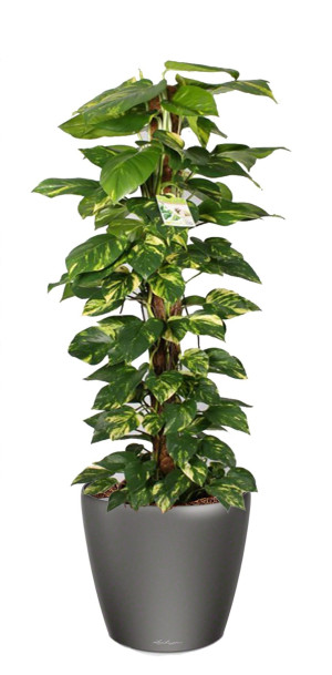 Potted Epipremnum aureum Golden Pothos House Plant in LECHUZA CLASSICO LS Charcoal Metallic Self-watering Planter, Total Height 160 cm