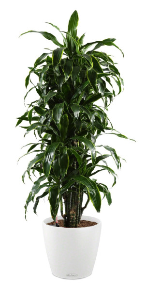 Potted Dracaena Fragrans Arturo House Plant in LECHUZA CLASSICO Color White Self-watering Planter, Total Height 160 cm