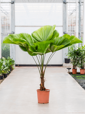 Lush Ruffled Fan Palm Licuala grandis Tall Indoor House Plants Trees W120 H(130-160) cm, Potsize D35 cm