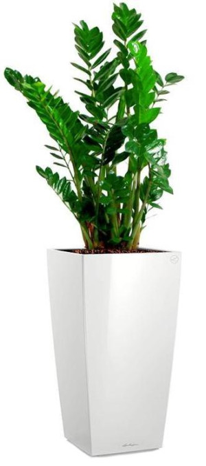 Potted Zamioculcas Zamiifolia House Plant in LECHUZA CUBICO White High Gloss Self-watering Planter, Total Height 150 cm