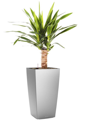 Potted Yucca House Plant in LECHUZA CUBICO Silver Metallic Self-watering Planter, Total Height 70 cm